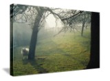 A sheep in rural France, late afternoon